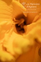 Hemerocallis hybride 'Condilla'- La pépinière d'Agnens