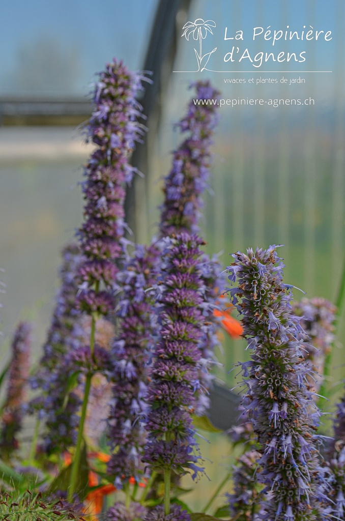 Agastache rugosa 'Blue Fortune' - La Pépinière D'agnens