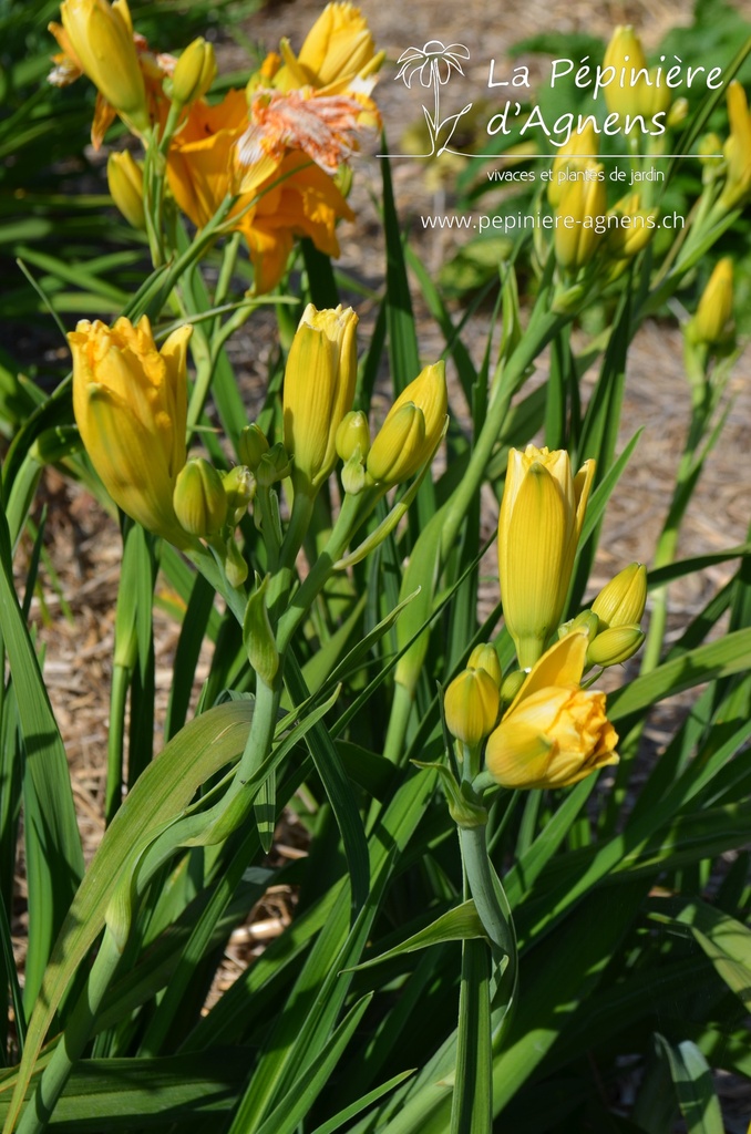 Hemerocallis hybride 'Condilla'- La pépinière d'Agnens