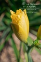 Hemerocallis hybride 'Condilla'- La pépinière d'Agnens