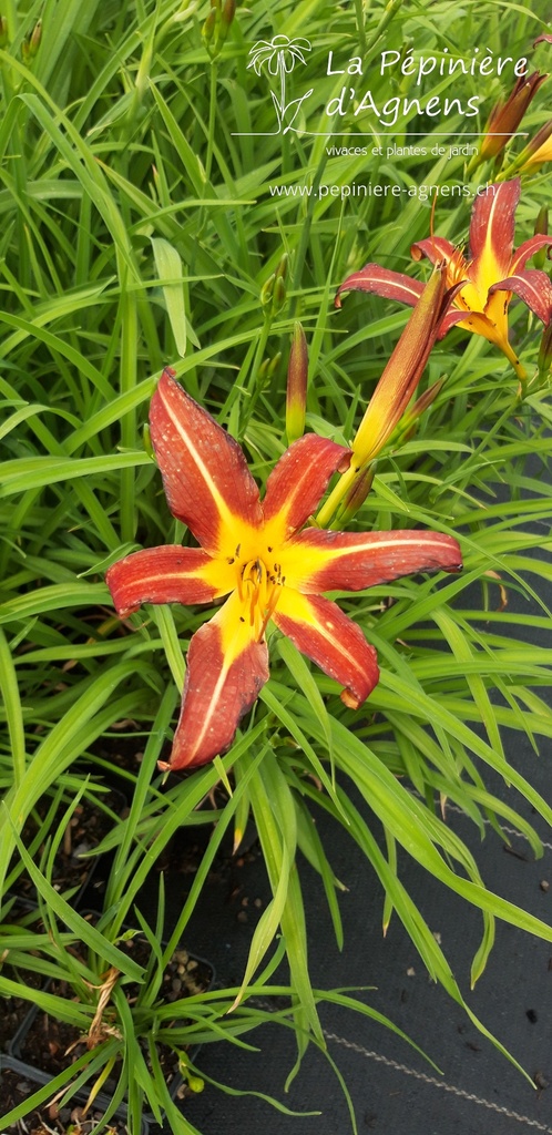 Hemerocallis hybride 'Crimson Pirate'- La pépinière d'Agnens