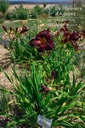 Hemerocallis hybride 'Ed Murray'- La pépinière d'Agnens