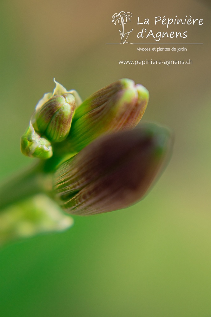 Hemerocallis hybride 'Ed Murray'- La pépinière d'Agnens