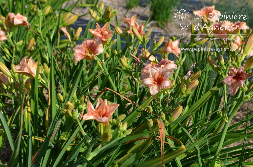 Hemerocallis hybride 'Janice Brown'- La pépinière d'Agnens