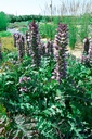 Acanthus spinosus - La Pépinière D'agnens