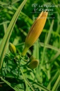 Hemerocallis hybride 'Little Cadet'- La pépinière d'Agnens