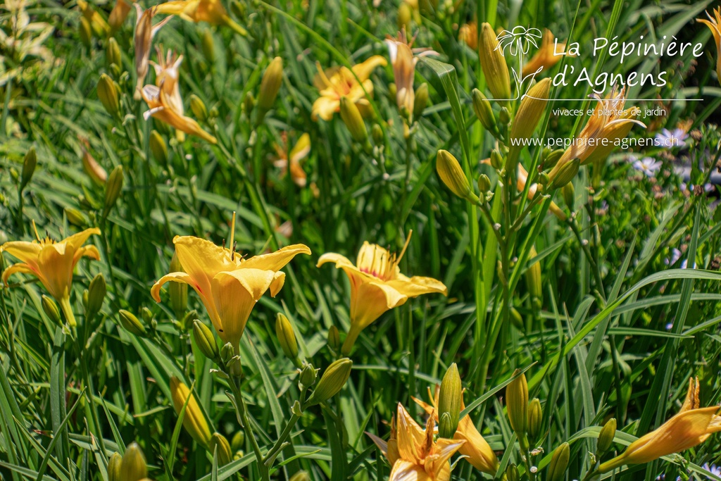 Hemerocallis hybride 'Little Cadet'- La pépinière d'Agnens