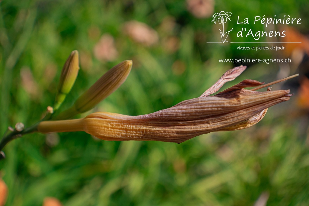 Hemerocallis hybride 'Rajah'- La pépinière d'Agnens
