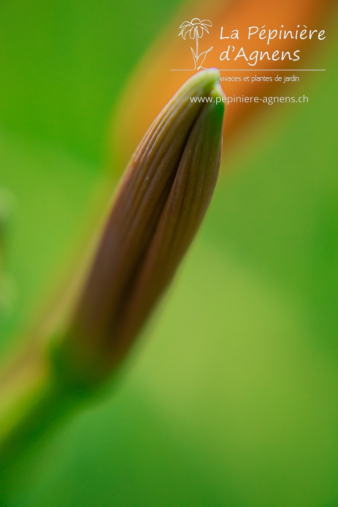 Hemerocallis hybride 'Sammy Russell'- La pépinière d'Agnens