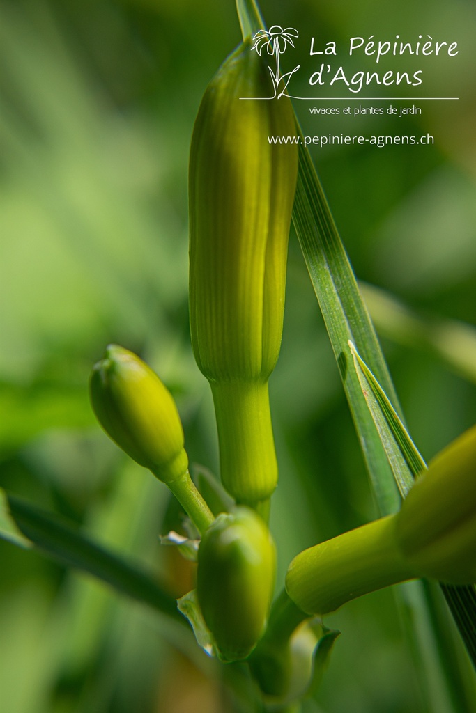 Hemerocallis hybride 'Stella de Oro'- La pépinière d'Agnens