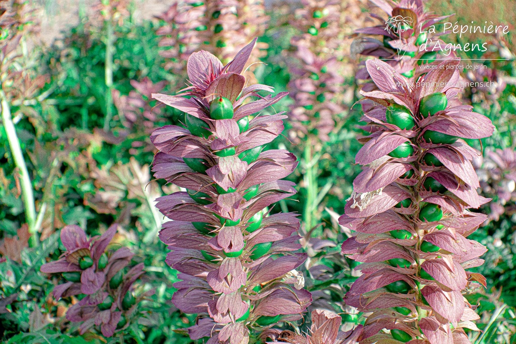 Acanthus spinosus - La Pépinière D'agnens