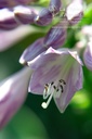 Hosta hybride 'Blue Cadet'- La pépinière d'Agnens