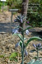 Hosta hybride 'El Nino'- La pépinière d'Agnens