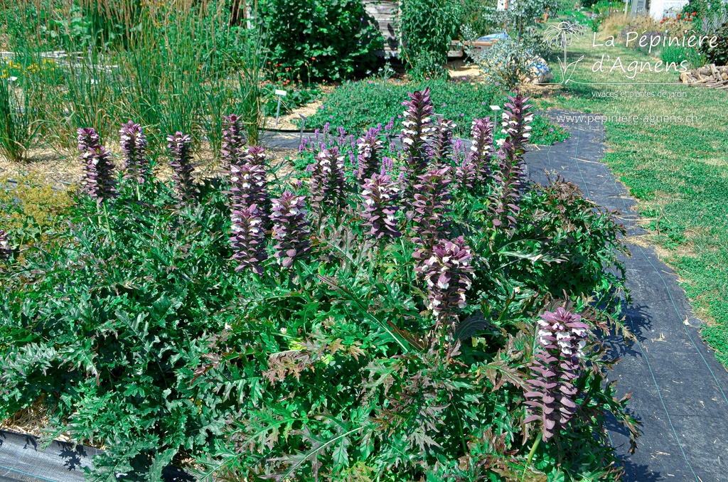 Acanthus spinosus - La Pépinière D'agnens