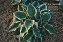 Hosta hybride 'First Frost'- La pépinière d'Agnens