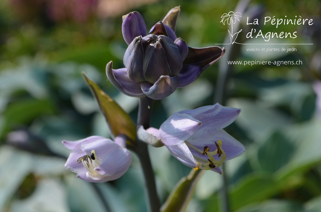 Hosta hybride 'Halcyon'- La pépinière d'Agnens