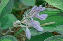 Hosta hybride 'June'- La pépinière d'Agnens
