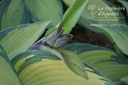 Hosta hybride 'June'- La pépinière d'Agnens