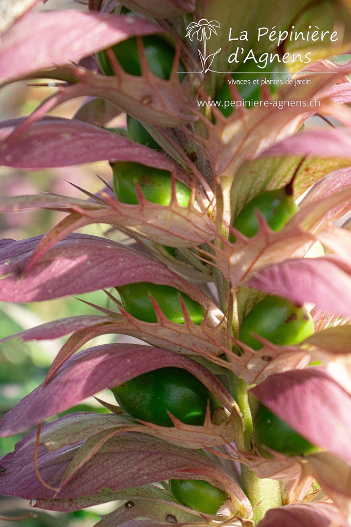 Acanthus spinosus - La Pépinière D'agnens