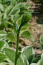 Hosta hybride 'So Sweet'- La pépinière d'Agnens