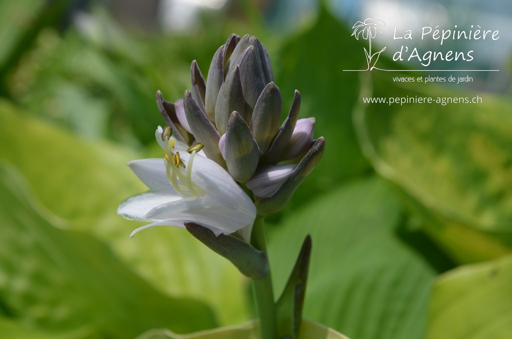 Hosta hybride 'Sum and Substance'- La pépinière d'Agnens