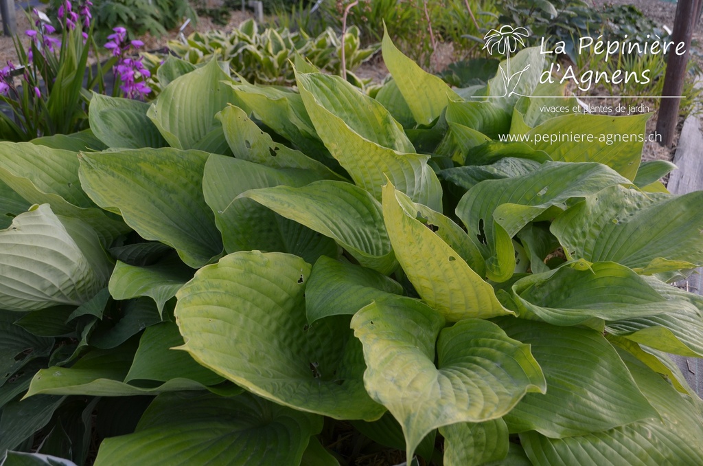 Hosta hybride 'Sum and Substance'- La pépinière d'Agnens