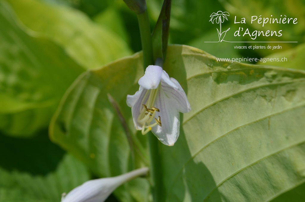 Hosta hybride 'Sum and Substance'- La pépinière d'Agnens