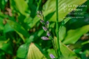 Hosta lancifolia- La pépinière d'Agnens