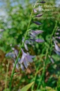 Hosta lancifolia- La pépinière d'Agnens
