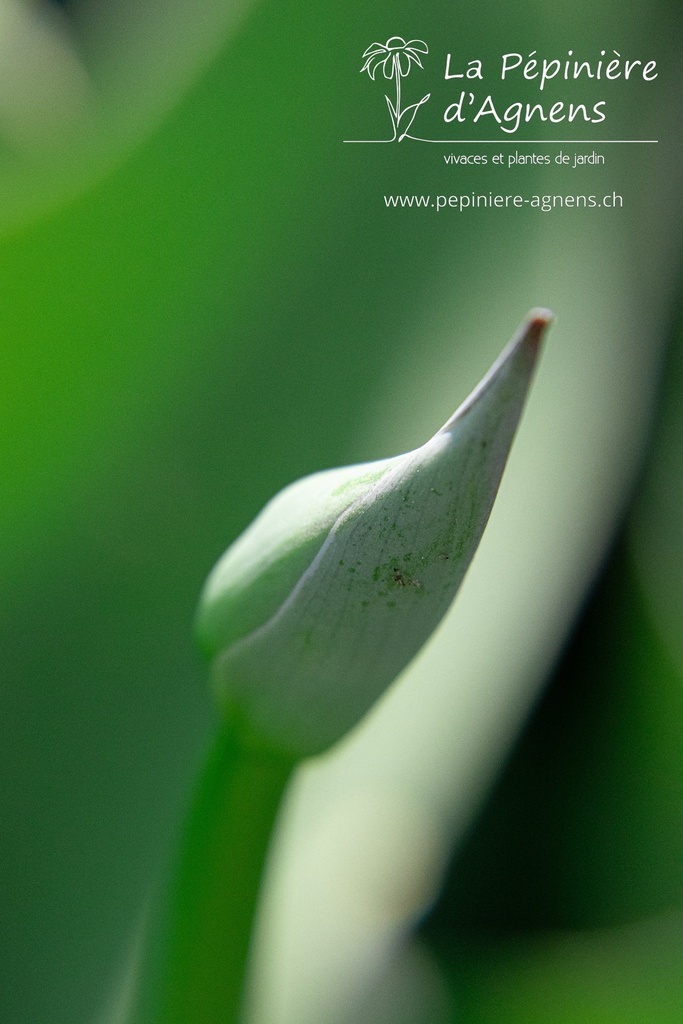 Hosta nigrescens 'Krossa Regal'- La pépinière d'Agnens