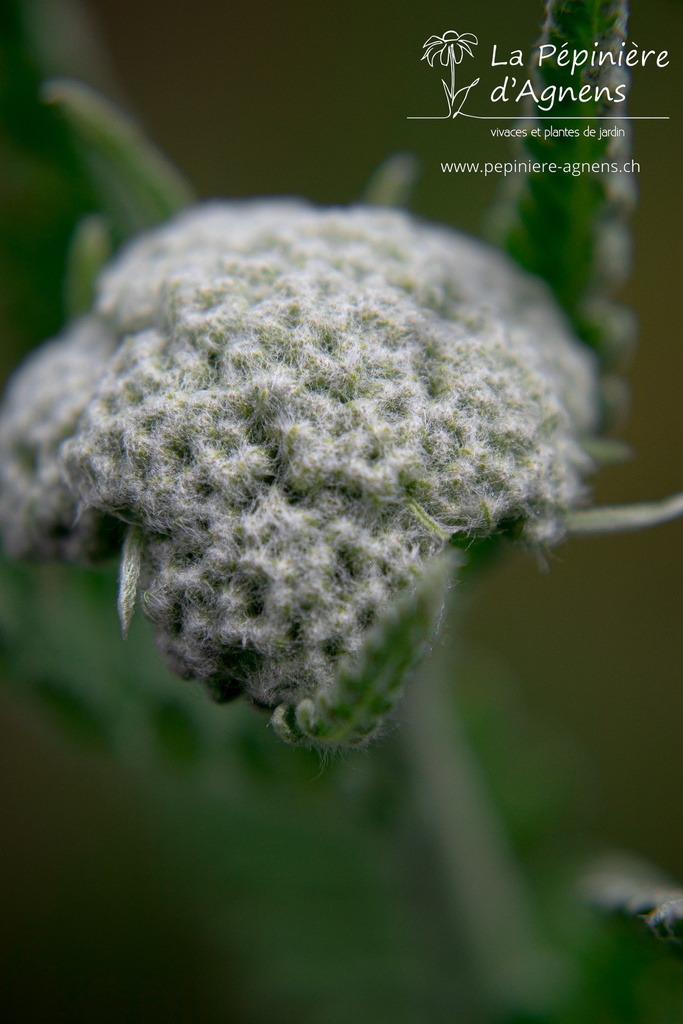 Achillea filipendulina 'Coronation Gold' - La Pépinière D'agnens