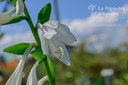 Hosta plantaginea 'Royal Standard'- La pépinière d'Agnens