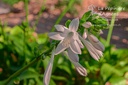 Hosta plantaginea 'Royal Standard'- La pépinière d'Agnens