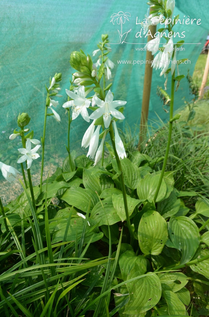 Hosta plantaginea 'Royal Standard'- La pépinière d'Agnens