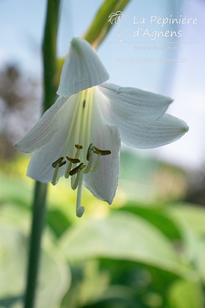 Hosta sieboldiana 'Elegans'- La pépinière d'Agnens