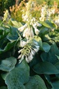 Hosta sieboldiana 'Elegans'- La pépinière d'Agnens