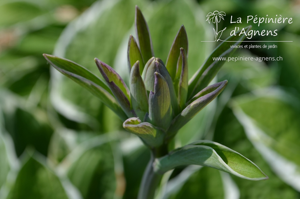 Hosta undulata 'Albomarginata'- La pépinière d'Agnens