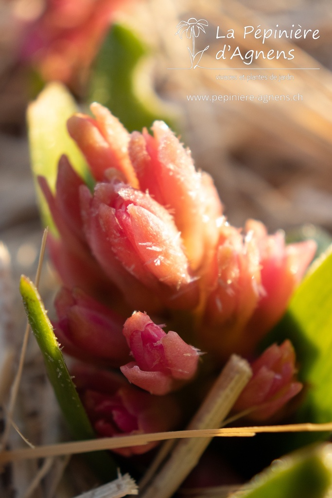 Hyacinthus hybride 'Pink Pearl'- La pépinière d'Agnens