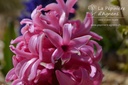 Hyacinthus hybride 'Pink Pearl'- La pépinière d'Agnens