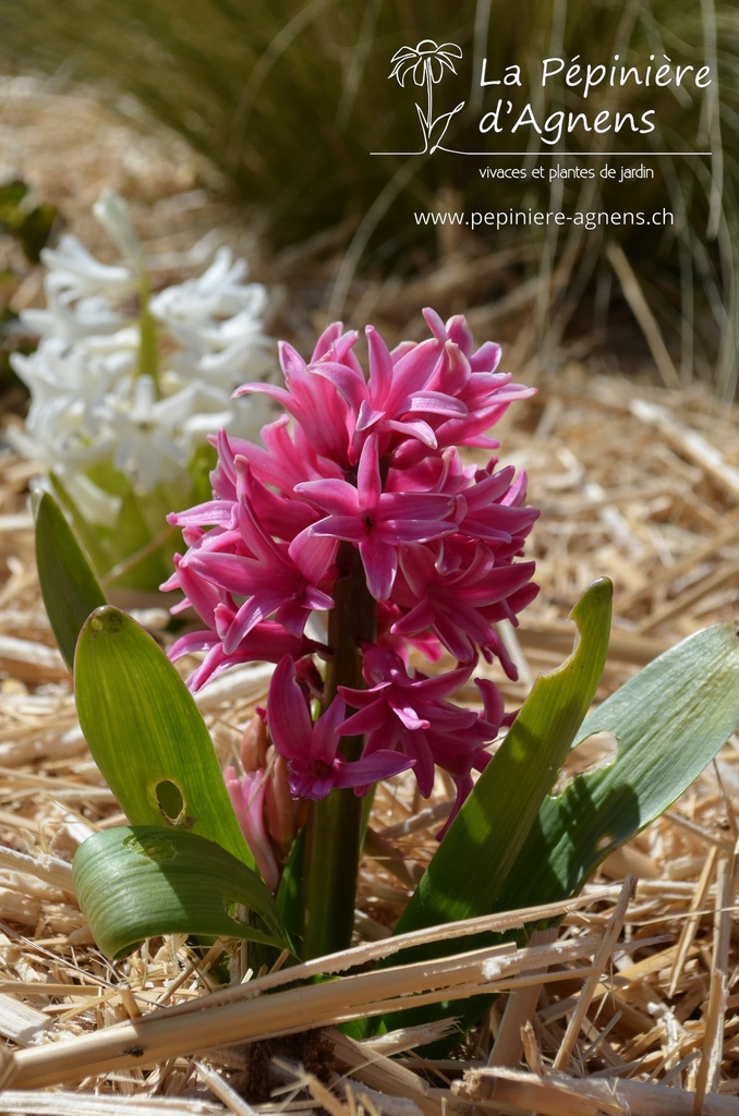 Hyacinthus hybride 'Pink Pearl'- La pépinière d'Agnens