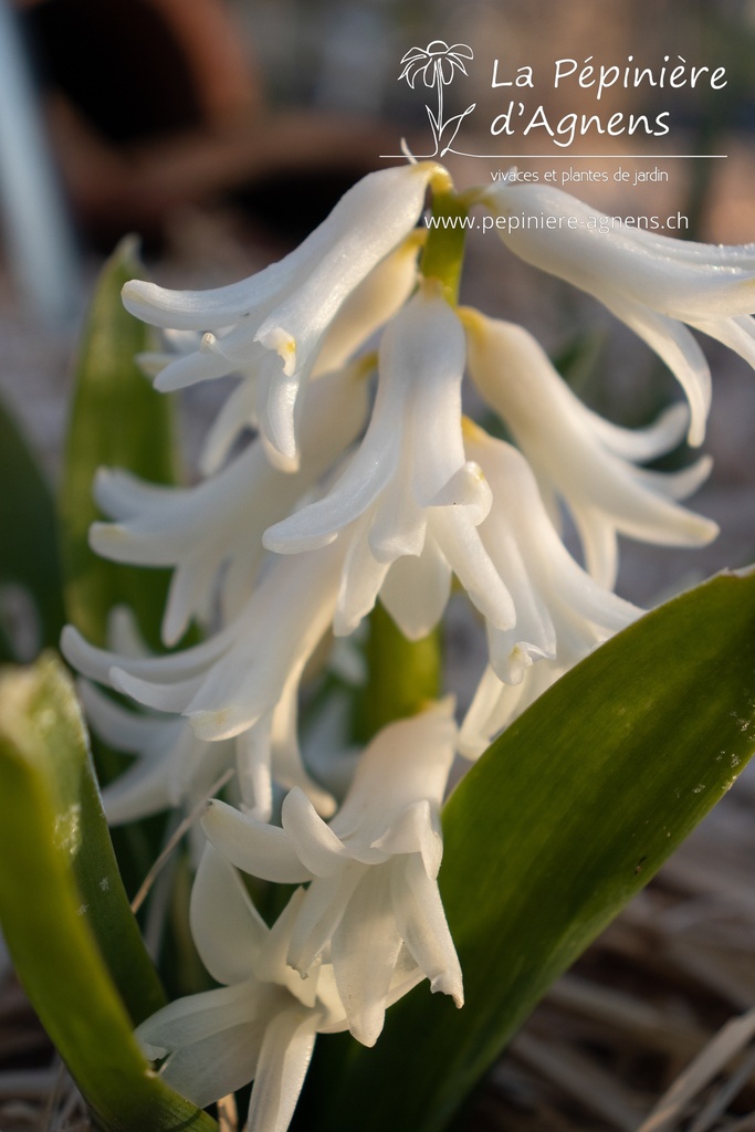 Hyacinthus multiflora 'White Pearl'- La pépinière d'Agnens
