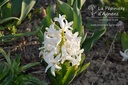 Hyacinthus multiflora 'White Pearl'- La pépinière d'Agnens