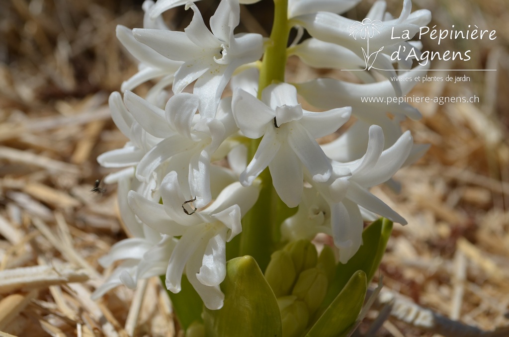 Hyacinthus multiflora 'White Pearl'- La pépinière d'Agnens