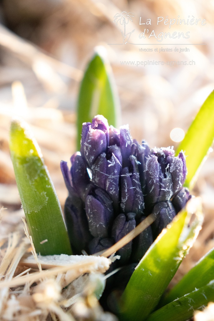 Hyacinthus orientalis 'Blue Jacket'- La pépinière d'Agnens
