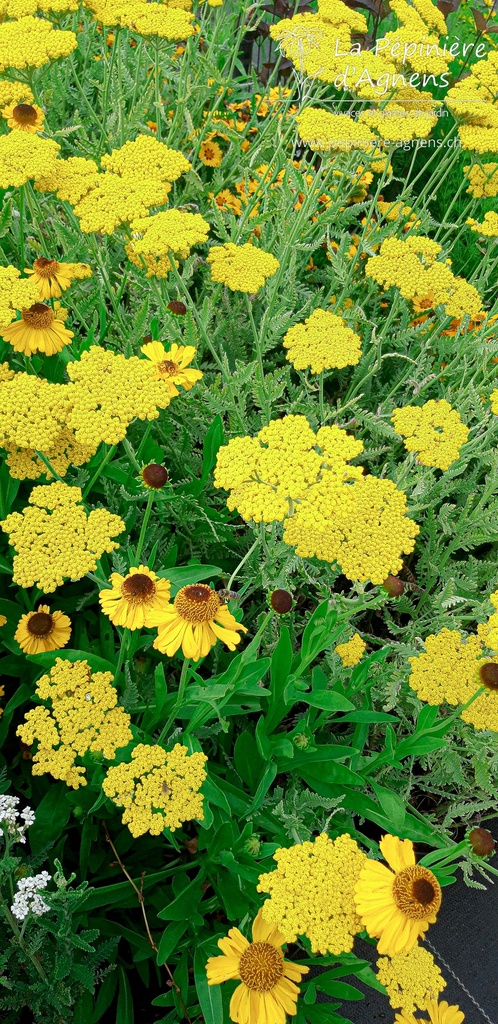 Achillea filipendulina 'Coronation Gold' - La Pépinière D'agnens