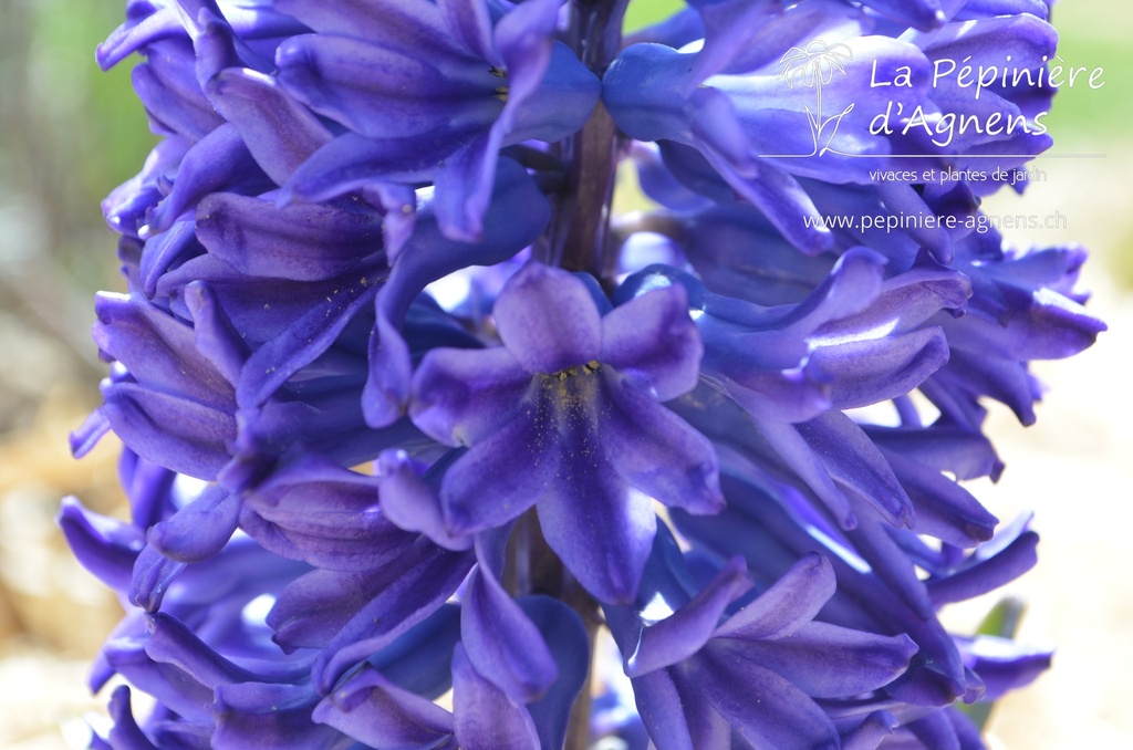 Hyacinthus orientalis 'Blue Jacket'- La pépinière d'Agnens