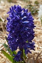 Hyacinthus orientalis 'Blue Jacket'- La pépinière d'Agnens