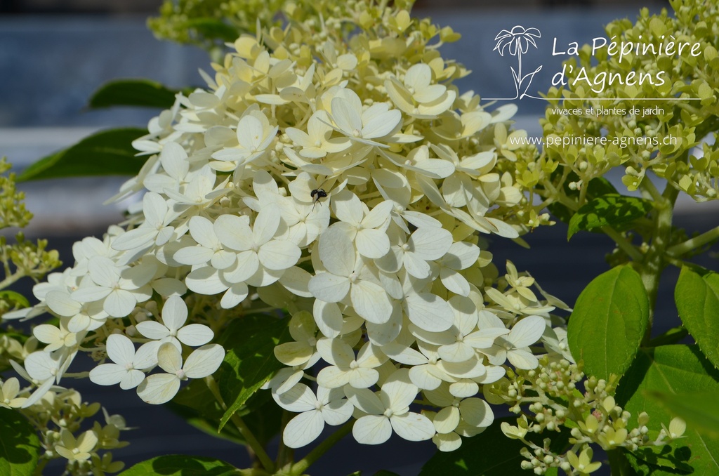 Hydrangea paniculata 'Limelight'- La pépinière d'Agnens