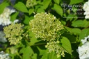 Hydrangea paniculata 'Limelight'- La pépinière d'Agnens