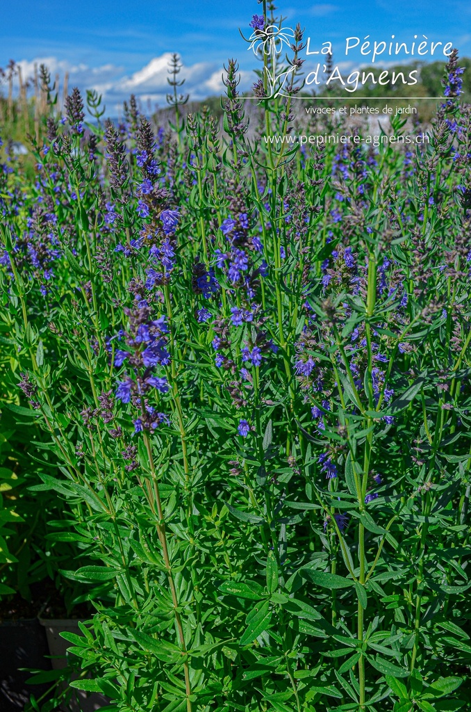 Hyssopus officinalis- La pépinière d'Agnens